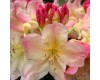 Rhododendron - Multiple Varieties/Sizes